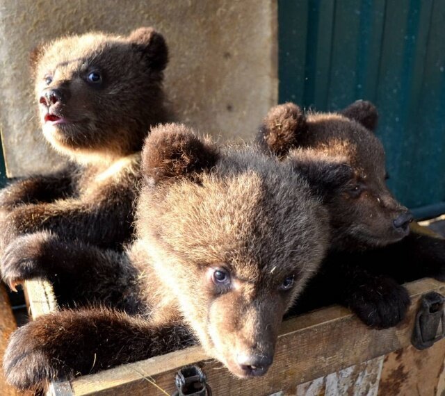 Three orphaned bear cubs were brought from Tyumen to the Chelyabinsk shelter - Russian Bear, Animal shelter