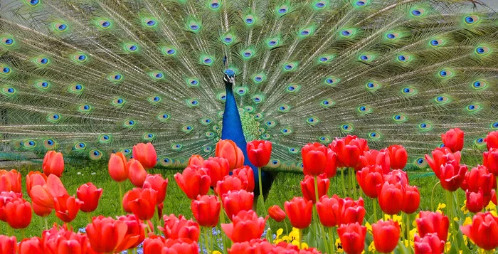 A real miracle - Peacock, The photo, Longpost