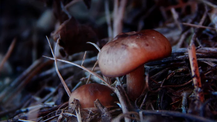 Photo tests 2 - My, Macro photography, The photo, Mushrooms, Nikon, Nature