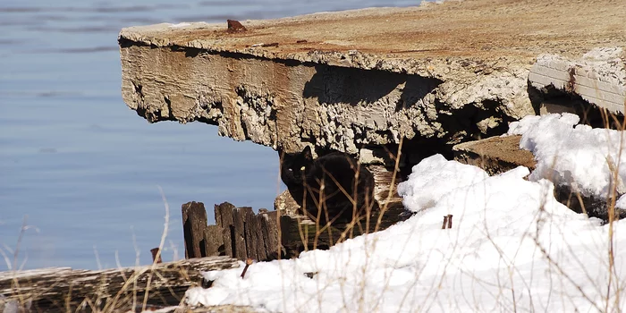 Игра "найди кота" Природа, Фотография, Игры, Photoshop, Кот, Лес, Длиннопост