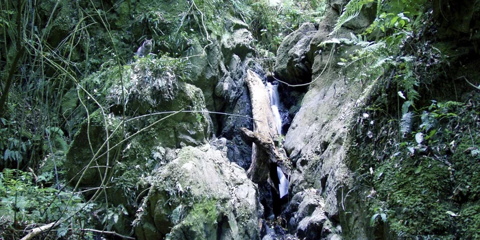 Игра "найди кота" Природа, Фотография, Игры, Photoshop, Кот, Лес, Длиннопост