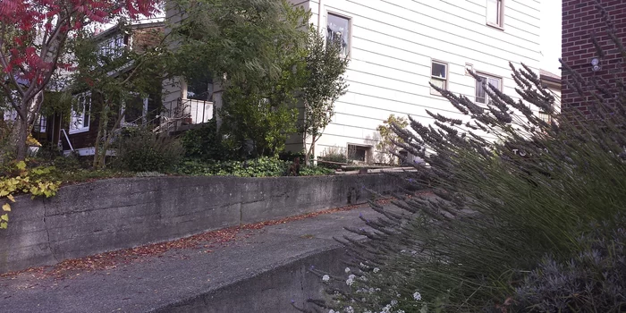 Игра "найди кота" Природа, Фотография, Игры, Photoshop, Кот, Лес, Длиннопост