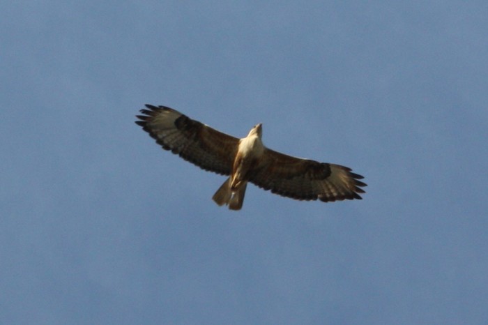 steppe eagle - My, Steppe Eagle, Nest, Longpost