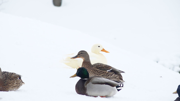 White mallard: myth or reality? Watch the channel's report about animals, EACH CREATURE IN A PAIR. Issue 37 - My, Nature, Birds, Duck, Hunting, Forest, Animals, Albino, Leningrad region, Video, Longpost