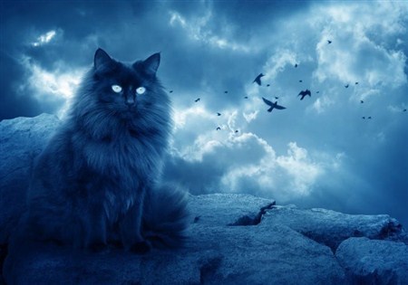 Mystical abilities of domestic cats - My, cat, Cat lovers, Tricolor cat, cat house