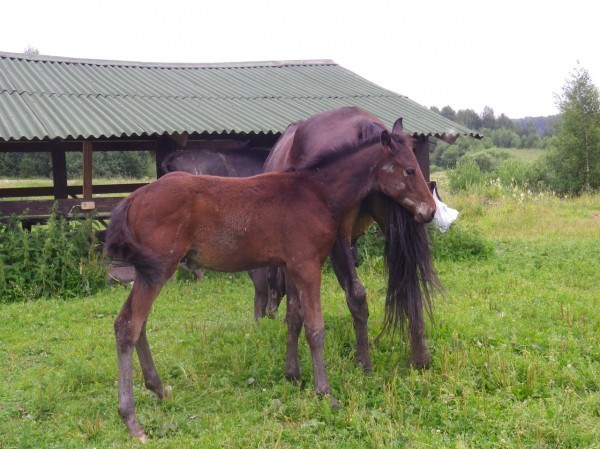 The story of my love for horses and vacation on a horse farm - My, Equestrian Club, Horseback riding, Real life story, Long, Longpost