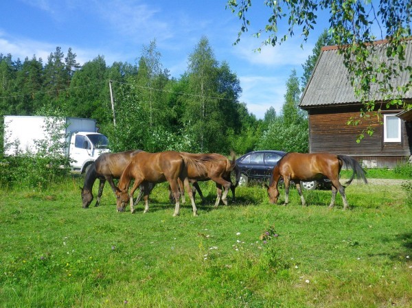 The story of my love for horses and vacation on a horse farm - My, Equestrian Club, Horseback riding, Real life story, Long, Longpost