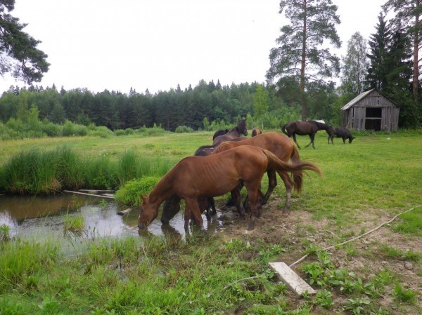 The story of my love for horses and vacation on a horse farm - My, Equestrian Club, Horseback riding, Real life story, Long, Longpost