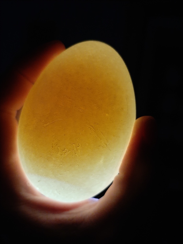 19 день инкубации куриного яйца