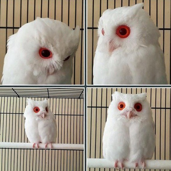 Albino owl - Owl, Albino, Animals, Nature, The photo