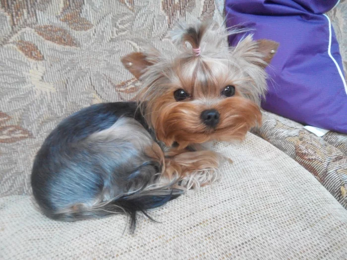 Dogs bring you closer together - My, Dog, Yorkshire Terrier, Kindness, Communication, Puppies