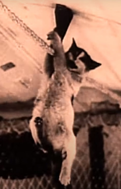 The fate of a cat from zero gravity - My, cat, Weightlessness, The science, Ibmp, Space