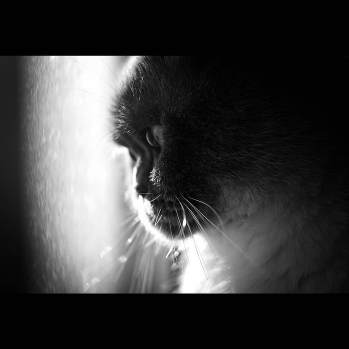 Sunset - My, Fujifilm, Black and white, cat