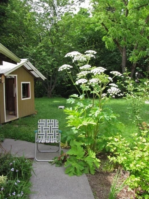 Conscious summer residents against hogweed! - My, Hogweed, Dacha, Summer residents, Society, SNT, Nature, Neighbours, Longpost