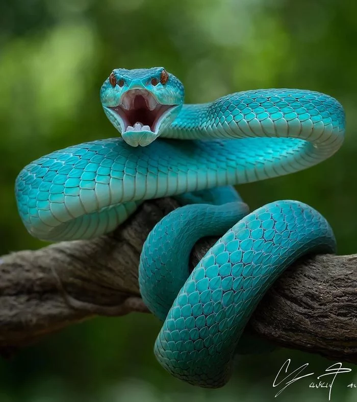 Blue Viper - Vipers, Snake, Animals, wildlife, Nature, The photo, Wild animals, Predator
