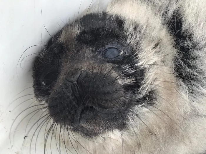 seal nursery - Milota, Young, Seal, Manger, The photo, Longpost, Seal, Pinnipeds, Wild animals