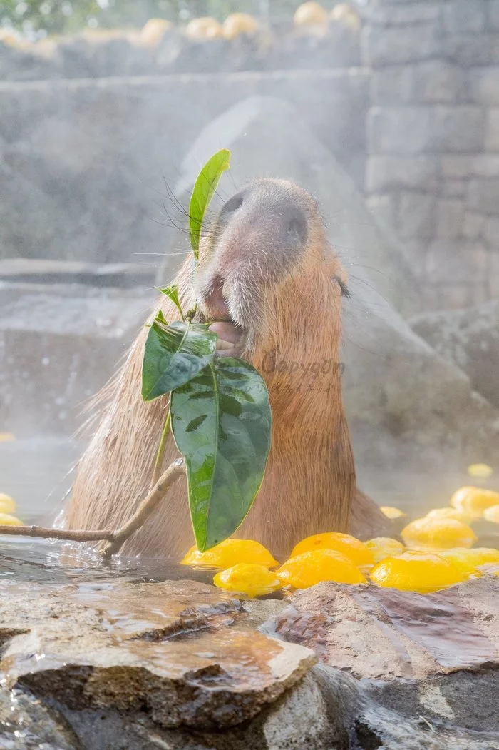 Pacification - Capybara, Japan, Zoo, Animals