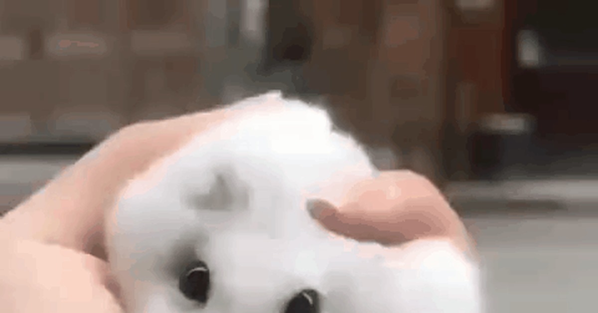 Antistress - Antistress, Hamster, GIF, Animals, Pets