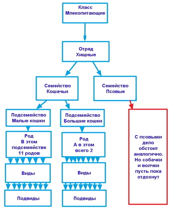 Переписка деда с внучкой - Моё, Кот, Семейство кошачьих, Дикая природа, Длиннопост