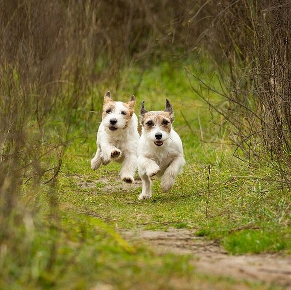 Dog's Opinion on the Benefits of Dogs! - My, Dog, Health, Walk