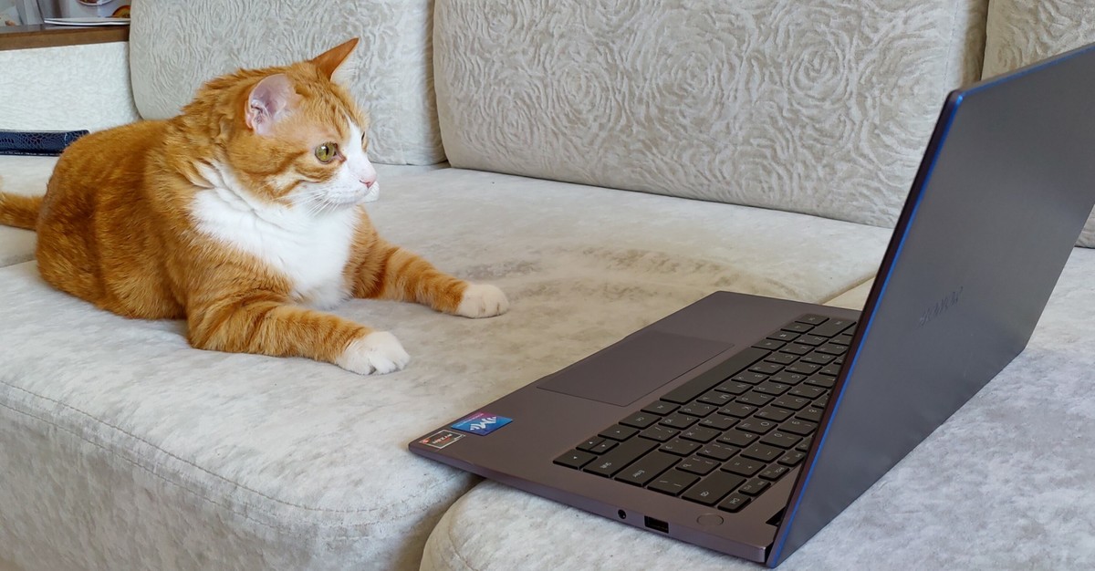 Ноутбук сатам. Кот с ноутбуком. Коты за компьютером. Котик за компом. Рыжий кот за компьютером.