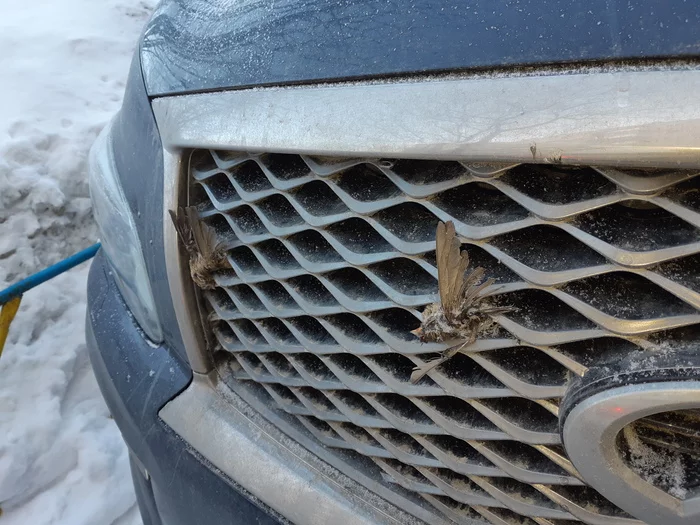 Just a neighbor driving along the highway - Infinity, Birds, Longpost