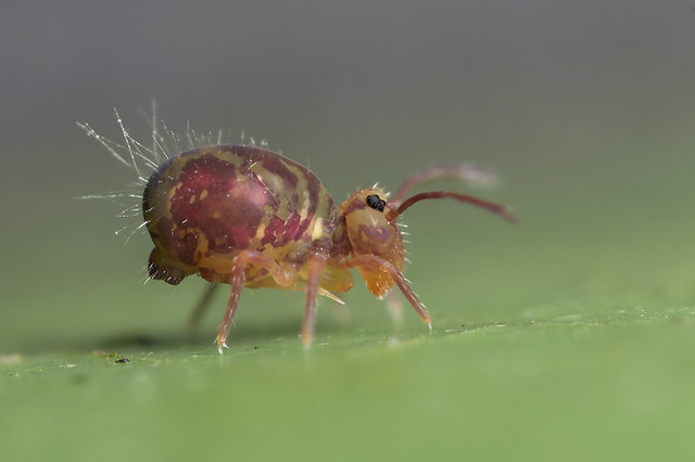 When you have a great vestibular system - Springtails, Collembols, Video, Longpost