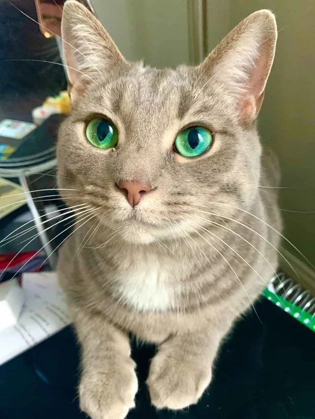 Those green eyes... - cat, Pictures with a cat, From the network