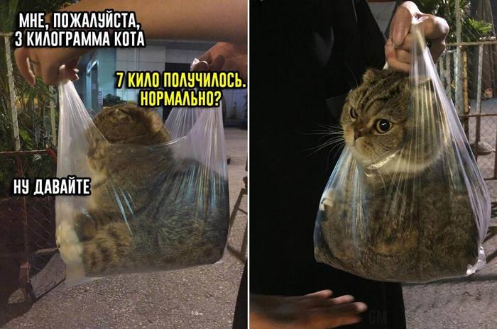 Please give me 3 kilograms of HAPPINESS! - cat, Happiness, Humor, Weighing, Milota