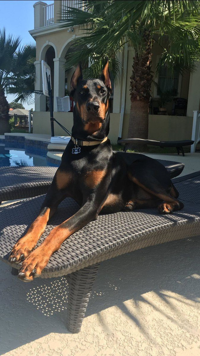 Doberman as a work of art - Dog, Animals, Doberman