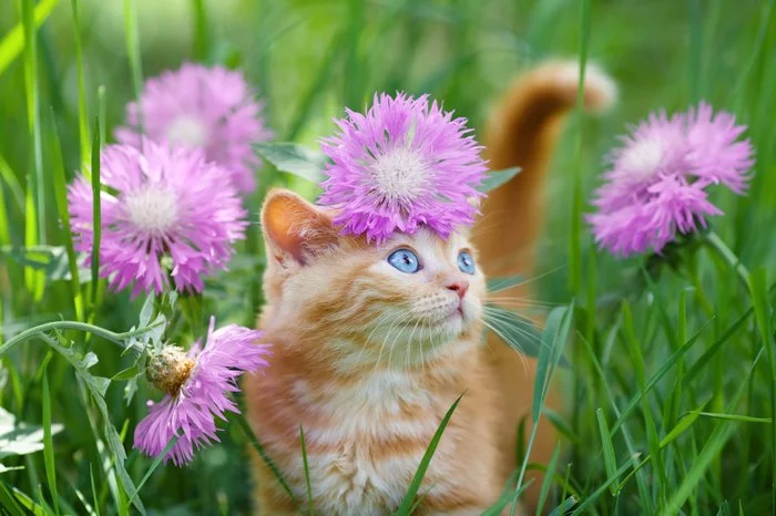 Unity with all life - cat, Flowers