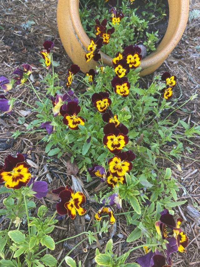 “I’m not sure, but probably floriculture is not my thing, I grew it, I don’t understand what, but they still shout at me.” - Flowers, Kripota, Pareidolia, Pansies