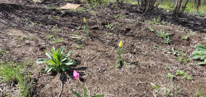 And the tulips bloomed at our factory - My, Spring, Tulips