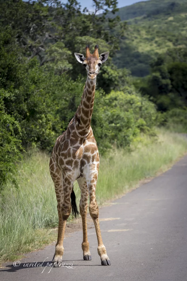 ...an exquisite giraffe wanders... - My, Longpost, Giraffe, The photo, South Africa, Africa, Nikolay Gumilev, Nature