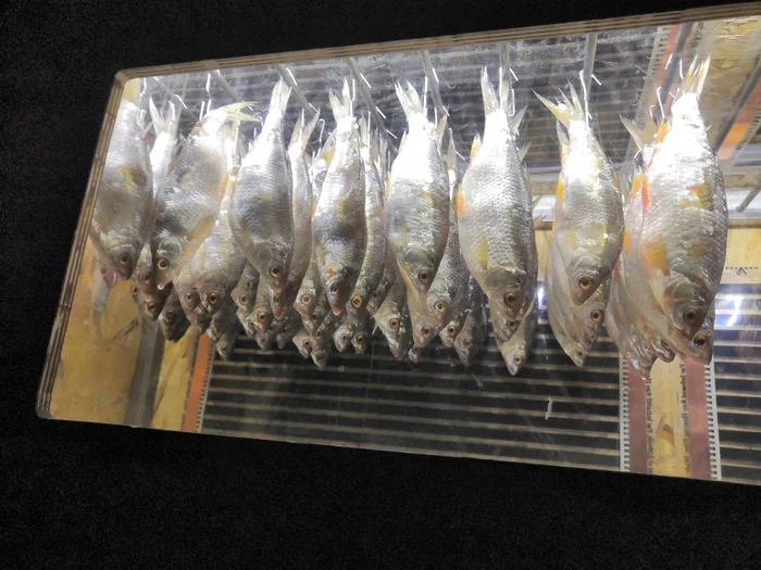 Turbo-drying of fish. Do it yourself at home - My, Fishing, A fish, Beer, Homemade, Recipe, Yummy, Caviar, Vobla, Video, Longpost