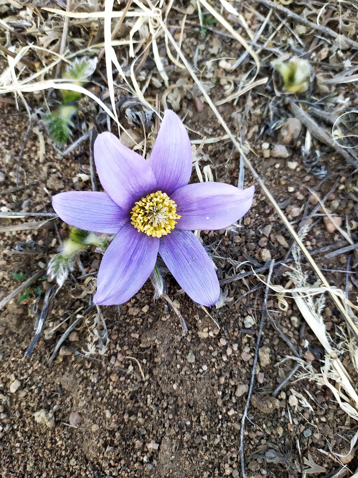 Просто цветочек