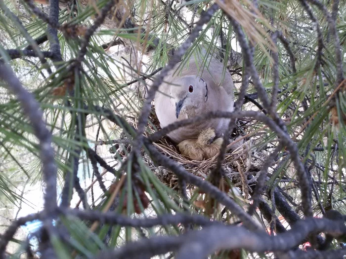 Love and pigeons - My, Nature, Pigeon, Chicks of pigeons, Nest