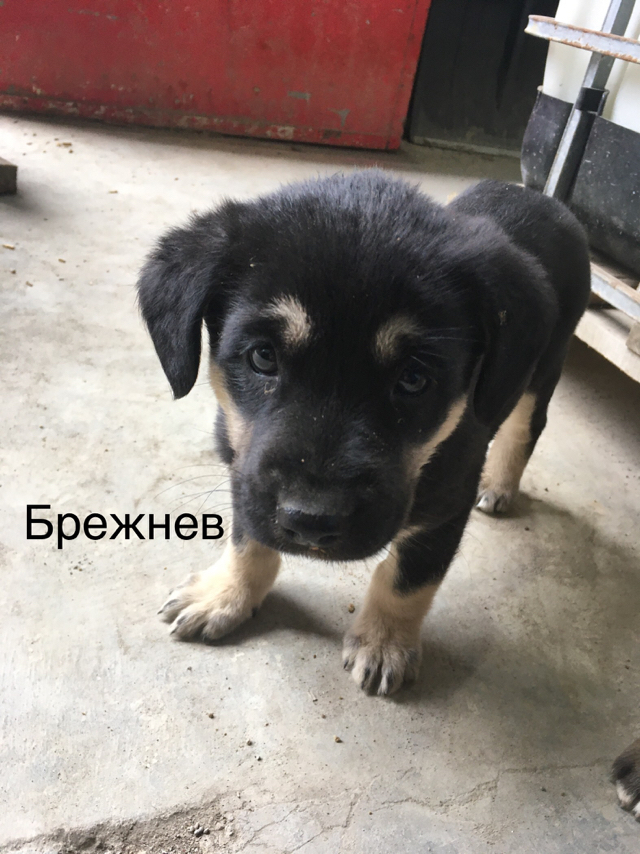 Mercy post - My, Puppies, Dog, In good hands, Milota, Longpost, No rating, Moscow region