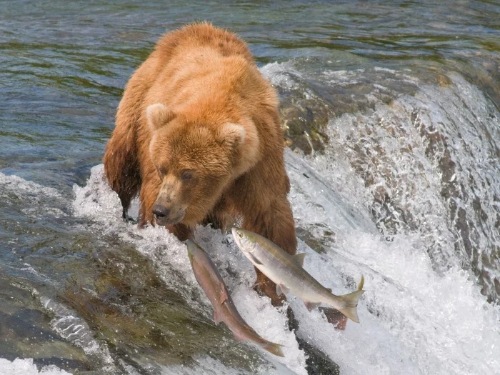 Grizzly - the king of American forests and mountains - Series The Bears, Longpost, Claws, Wild animals, North America, wildlife, King of beasts, Grizzly, The Bears