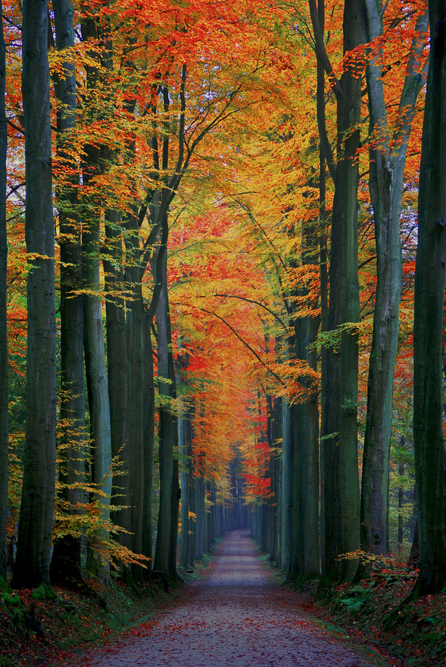 Autumn Alley - Autumn, Alley, Mainly cloudy, The park, Phone wallpaper, The photo, Longpost