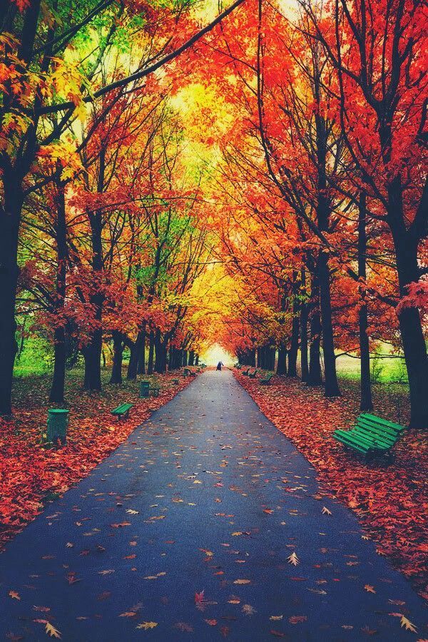 Autumn Alley - Autumn, Alley, Mainly cloudy, The park, Phone wallpaper, The photo, Longpost