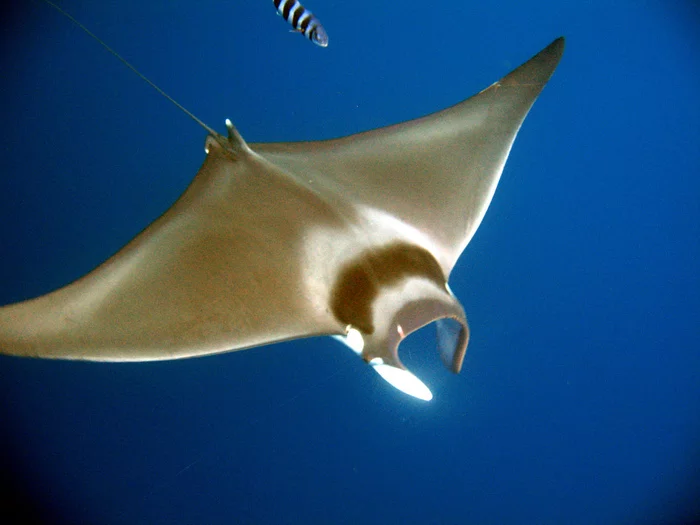 Aero/hydrodynamics of the manta ray - My, Stingray, Aerodynamics, Hydrodynamics, Specifications, Question