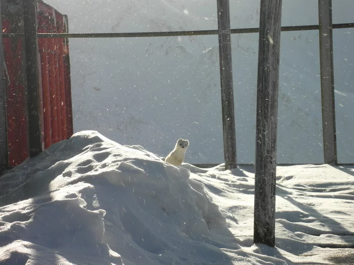 Ermine - My, Ermine, Winter, The mountains, Snow, Longpost