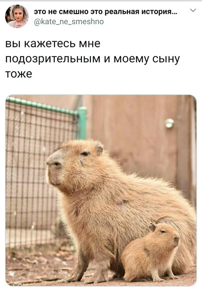 You've been noticed - Capybara, Twitter, Screenshot