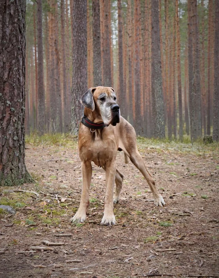 My guard - My, Dog, Beginning photographer, Longpost, Great Dane