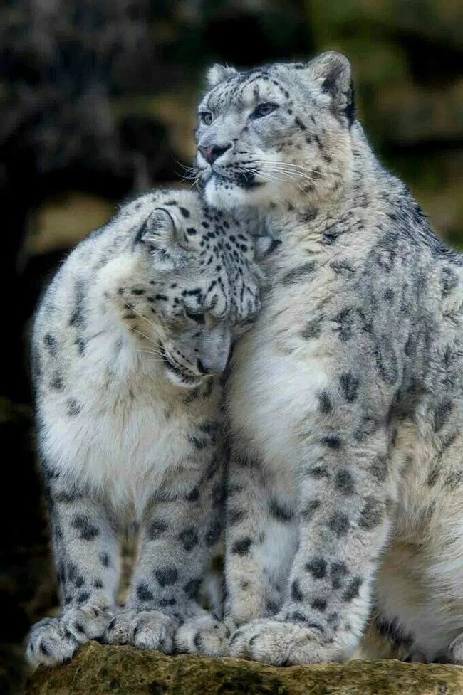 Barsiki - Milota, Snow Leopard, Big cats, Cat family, Predatory animals, Wild animals, The photo