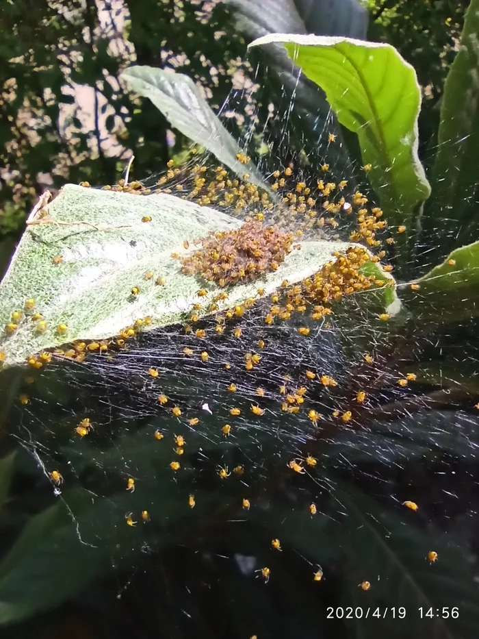 Brood - My, Arachnids, Longpost, Spider, Web, Cocoon