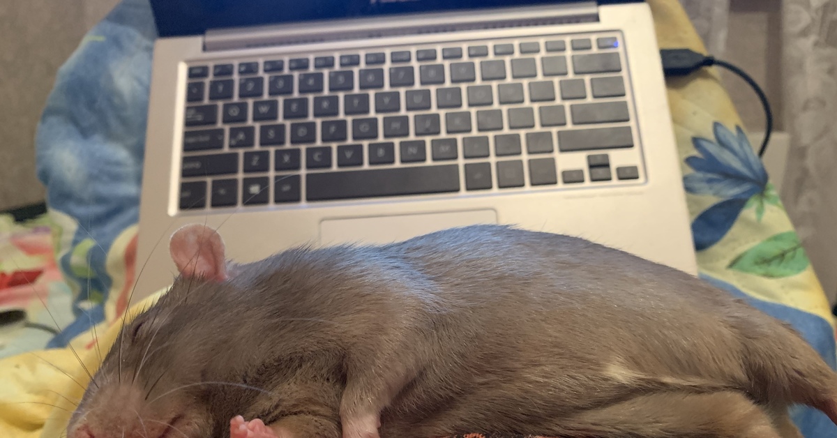 Почему крысы спят. Крыса. Уставшая мышь.