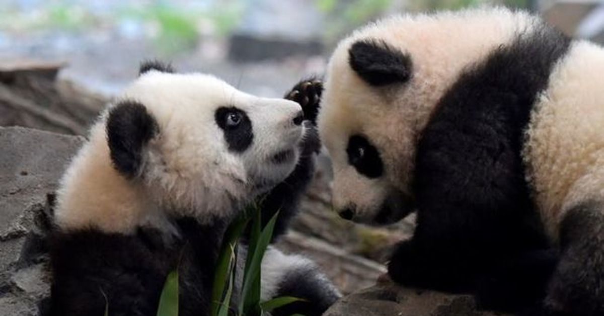 Некоторые животные. German Zoo.