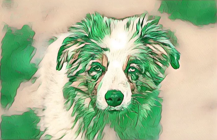 I lost my money and my dog. Review of Strong Pride nursery - Exposure, Dog, Border Collie, Rudeness, Pets, Longpost, Negative, My